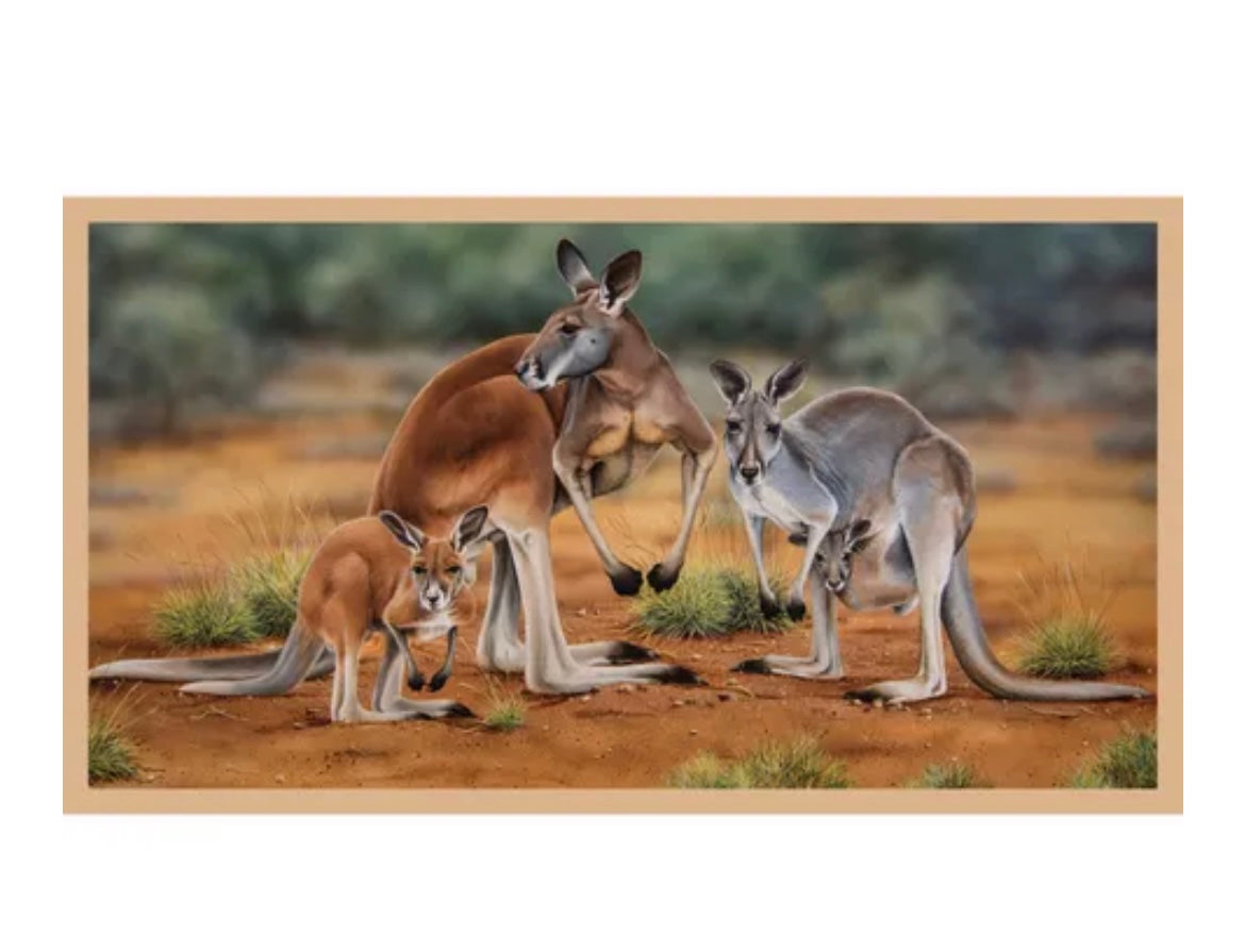 DV 3185 Kangaroo family